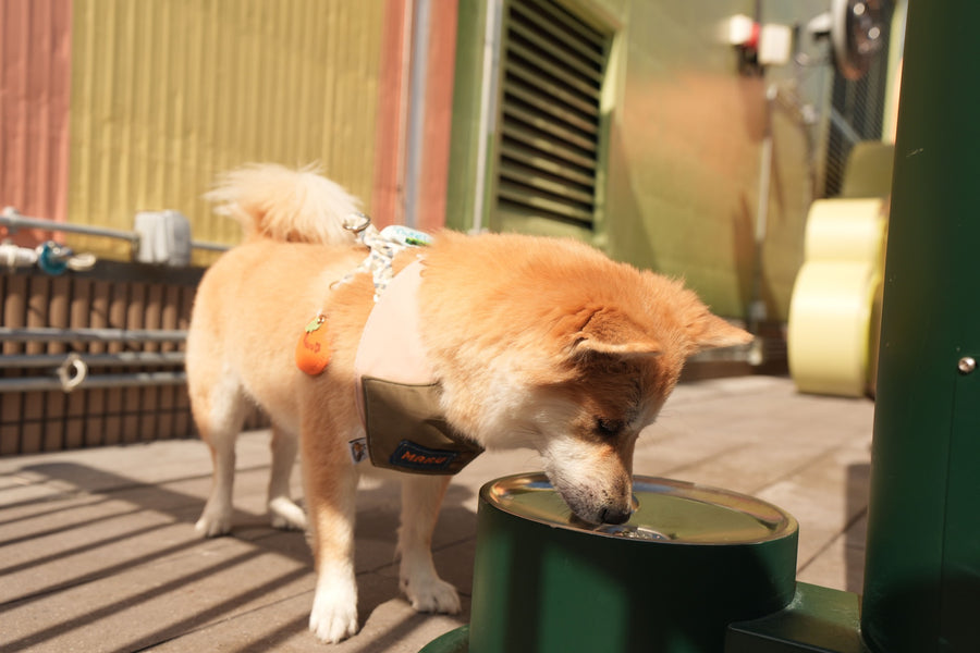 Galeria Cachorrandia