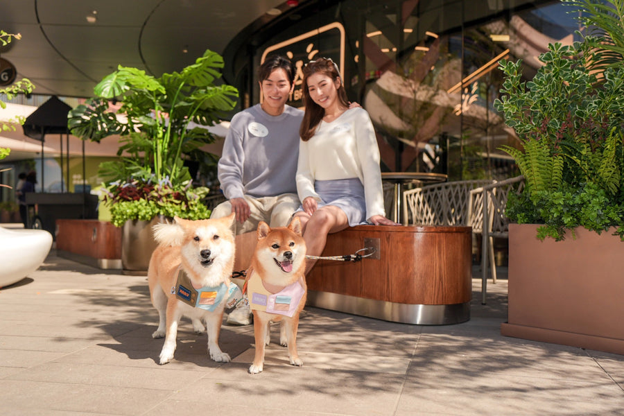 Galeria Cachorrandia