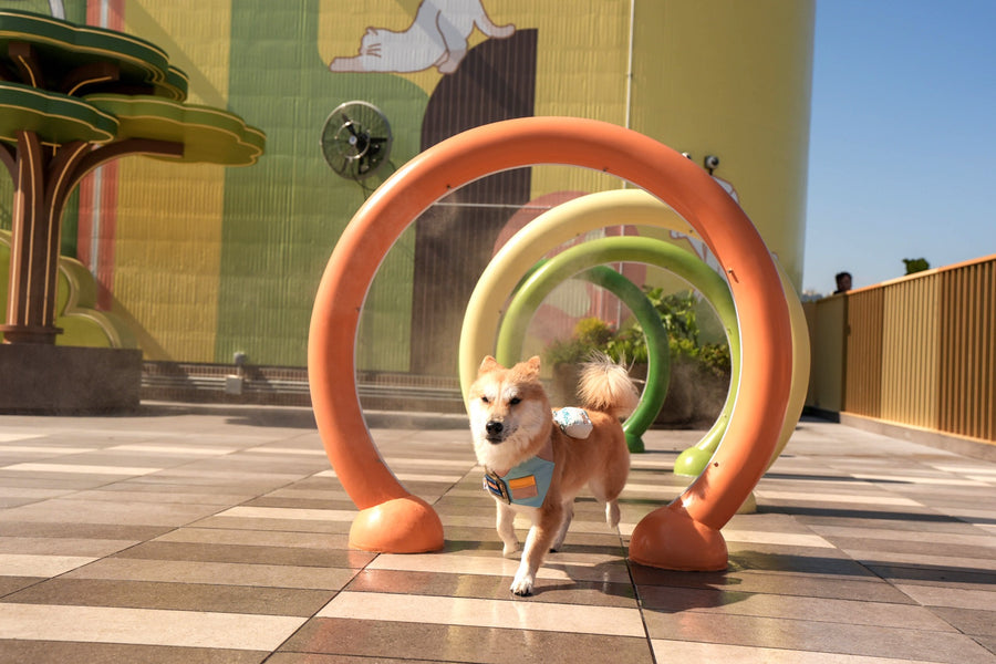 Galeria Cachorrandia