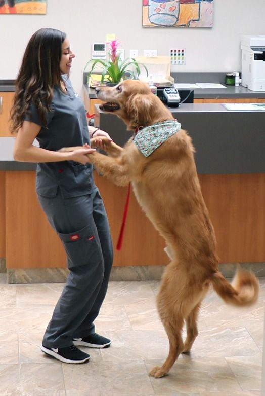 Galeria Cachorrandia