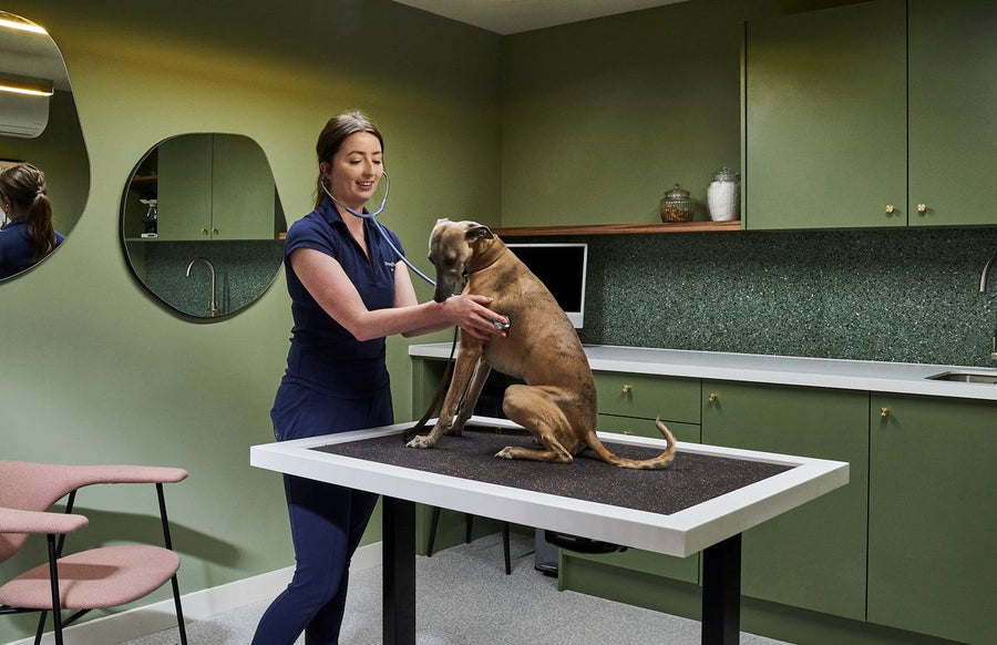 Galeria Cachorrandia